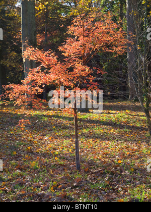 Chinesische Papier Rinde Ahorn Acer Griseum mit dem roten Blätter im Herbst Stockfoto