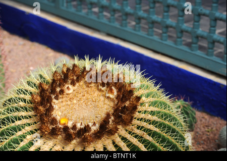 Die Majorelle botanischen Gärten in Marrakesch Stockfoto