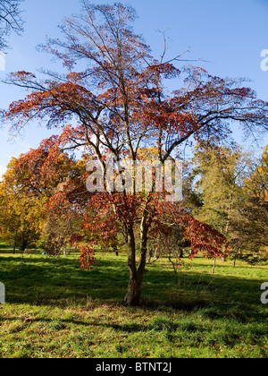 Chinesischer Hartriegel Baum, Cornus Kousa var. Chinensis mit Blätter im Herbst rot geworden Stockfoto