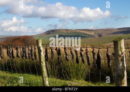 Seltsame Praktiken   Landwirtschaft getötet Maulwürfe auf Land Zaun in den Trog von Bowland, Lancashire, UK Stockfoto