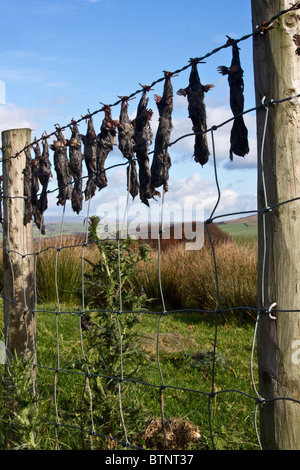 Seltsame landwirtschaftliche Praktiken; Ausstellung von getöteten Maultieren Untergrundwildschädlinge, die auf dem Country Fence im Trog von Bowland, Lancashire, Großbritannien, aufgehängt sind Stockfoto