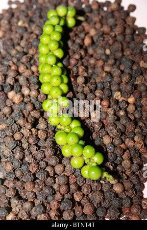 Gewürz - Pfeffer schwarz und Reife grüne Sorten in weißem Hintergrund Stockfoto