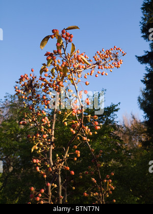 Malus Adirondack Krabbe Apfelbaum mit reifen Früchten im Herbst Stockfoto