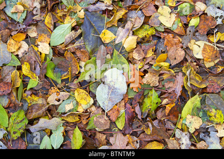 Multi farbige Herbstblätter Stockfoto