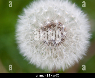 Löwenzahn Samen Kopf Stockfoto