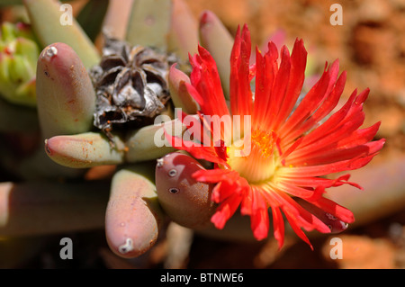 Malephora Urpureo-Crocea, Richtersveld Transfrontier National Park, Südafrika Stockfoto