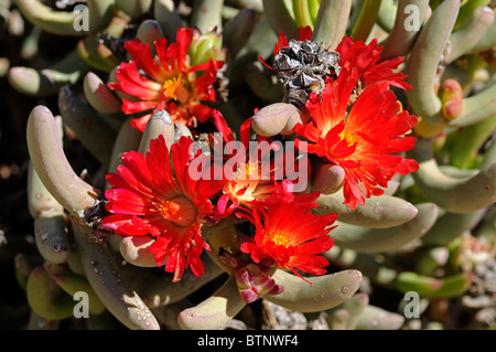 Malephora Urpureo-Crocea, Richtersveld Transfrontier National Park, Südafrika Stockfoto