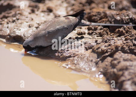 Taube in Wüste Wasser trinken Stockfoto