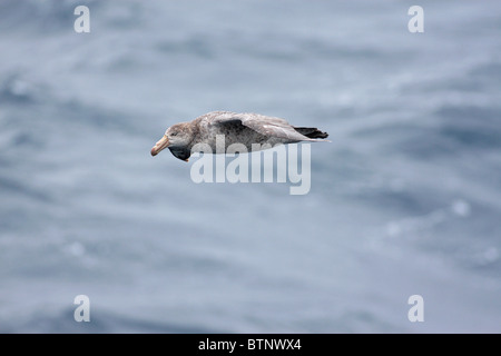 Eine riesige Sturmvogel gleiten über blaue Meer Stockfoto