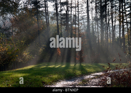 Sonnenstrahlen, die durch den Nebel an einem herbstlichen Morgen shinning Stockfoto