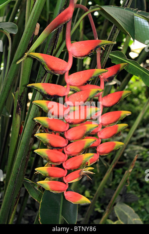 Heliconia Rostrata ist ein Mitglied der Gattung Heliconia und bekannt allgemein als Hummergreifer Pflanze. Surrey England UK. Stockfoto