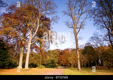 Bäume in Folge vergießen ihre Herbst-Farben im November am Nordeingang des Camperdown Country Park in Dundee, Großbritannien Stockfoto