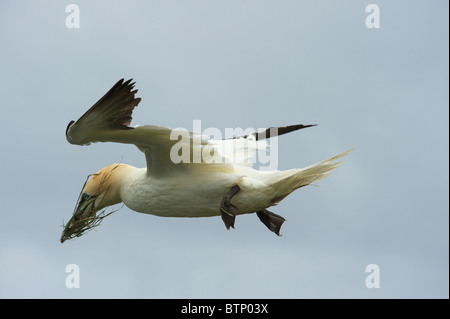 Basstölpel Morus Bassanus Nestbau Material zu sammeln, in Bempton Cliffs Naturschutzgebiet Yorkshire England. Stockfoto