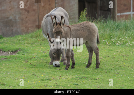 Mutter Esel und Fohlen Stockfoto