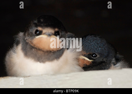 Juvenile Schwalben Stockfoto