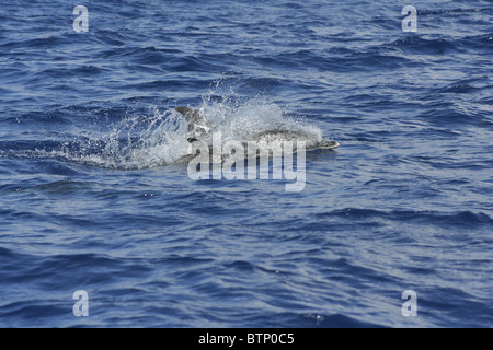 Atlantische Fleckendelfine (Stenella Frontalis), Weibchen mit jungen Kalb, Azoren, Portugal Stockfoto