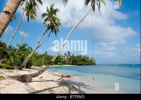 Seil schwingt von Kokospalmen.  Taveuni, Fidschi Stockfoto