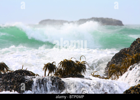 Meer Palmen wachsen auf Felsen nehmen Sie eine Tracht Prügel von der Flut im Pazifischen Ozean und seinen großen grünlichen blauen und weißen Wellen. Stockfoto