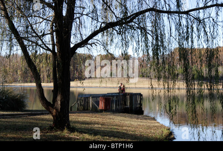 Baum im Herbst mit einem Bett von Laub Stockfoto