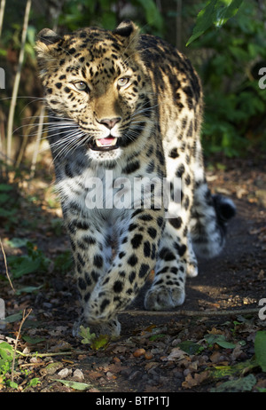 Weibliche Amur Leoparden zu Fuß in Richtung Kamera Stockfoto