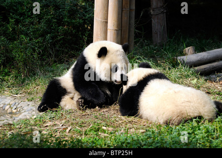 Große Pandas (Ailuropoda Melanoleuca) in Chengdu Panda Breeding Reserve, Provinz Sichuan, China Stockfoto