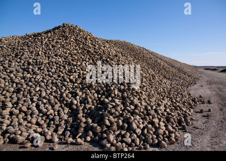 Große Haufen von Zuckerrüben Zuckerrüben ernten Saginaw County Michigan Herbst USA Stockfoto