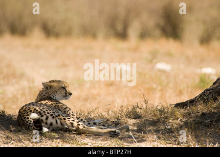 Geparden in der Masai Mara, Kenia, Ostafrika Stockfoto