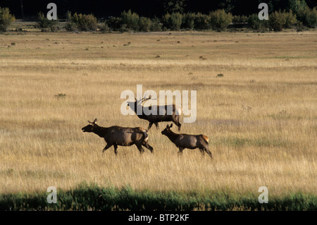 Ein Trio von Lyck; ein Stier, Kuh und Kalb zu Fuß durch eine Wiese im Rocky Mountain National Park in Estes Park, Colorado. Stockfoto