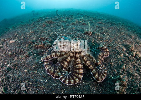 Ein Mimic Octopus, Thaumoctopus Mimicus, kriecht auf dem Sand, Schlamm und Geröll Grund der Lembeh Strait in Indonesien. Stockfoto