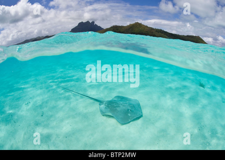 Tahitian Stachelrochen schwimmen in Bora Bora kristallklare Lagune Wasser. Stockfoto