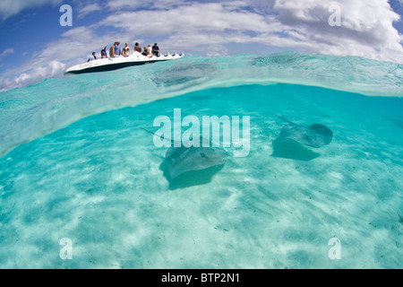 Tahitian Stachelrochen schwimmen in Bora Bora kristallklare Lagune Wasser. Stockfoto