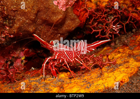 Scharnier-Schnabel-Garnele oder Durban Garnelen, Rhynchocinetes Durbanensis. Tulamben, Bali, Indonesien. Bali Meer, Indischer Ozean Stockfoto