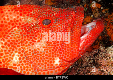 Tomate Kabeljau oder Tomate Grouper, Cephalopholis sonnerati, gereinigt durch eine Putzergarnelen, Urocaridella antonbruunii. Stockfoto