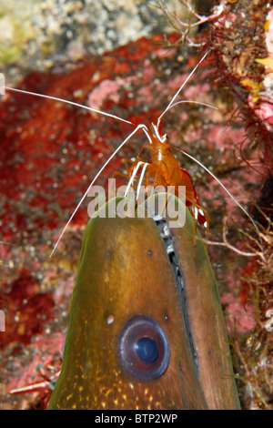 Riesenmuräne, Gymnothorax javanicus mit einem Putzergarnelen, Lysmata amboinensis. Tulamben, Bali, Indonesien. Bali Sea, Indischer Ozean Stockfoto