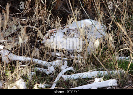 Knochen des toten Tieres in Trockenrasen. Schädel und morschen Knochen durch die Sonne gebleicht. Hirsch Tiere tot. Stockfoto