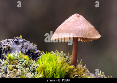 Mycena Galericulata oder gemeinsame Motorhaube Stockfoto