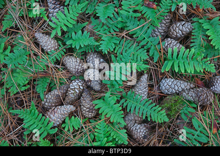 Gemeinsamen Maisöl Polypodium Vulgare Oktober Norfolk UK Stockfoto