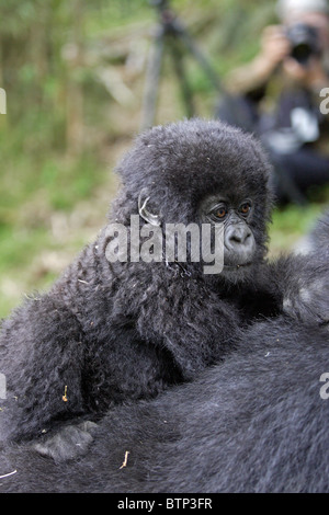 Berg-Gorilla-Baby von seiner Mutter mit Fotografen im Hintergrund durchgeführt werden Stockfoto