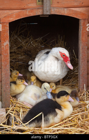 Muscovey Duck mit jungen Entlein auf einem Norfolk Small Holding Spring Stockfoto