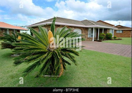 Pollen tragen Cycad Revoluta im Vorgarten Ballina NSW Australia Stockfoto