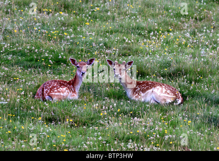 UK Großbritannien zwei jungen Damhirsch in der Wiese liegend Stockfoto