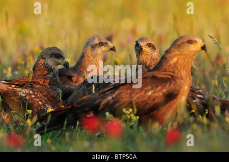 Gruppe der Schwarzmilan (Milvus Migrans) bis zu den Anfängen im spanischen Bereich während des Frühlings. Stockfoto