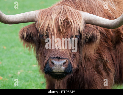 Highland Kuh, England Stockfoto