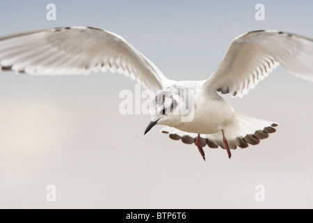 Kleine Möwe (Larus Minutus) im Flug. Europa, Estland Stockfoto