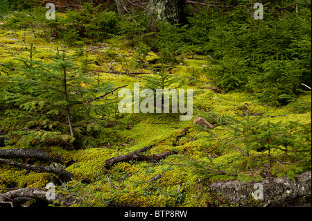 Sämling Nadelbäume, ziemlich Marsh, Acadia NP, Maine, Stockfoto