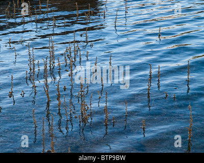 Puentes Viejas Reservoir, Las Gariñas (Buitrago de Lozoya) Stockfoto