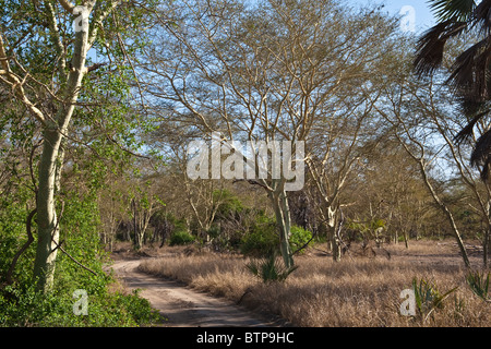 Fieber-Bäume im Gorongosa National Park-Mosambik Stockfoto