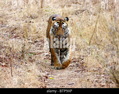 Ein riesiger Tiger geht gerader Kopf auf in Bandhavgarh National Park, Indien Stockfoto