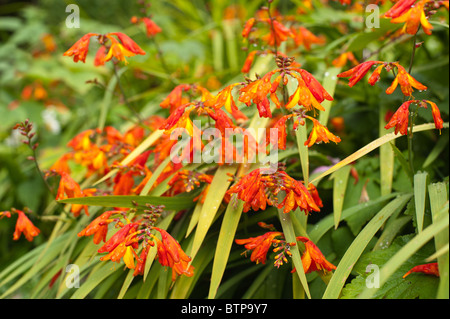 Montbretia Crocosmia mehrjährige Genusiris Familie Iridaceae Grasland heimisch Cape floristische Region in Südafrika Stockfoto