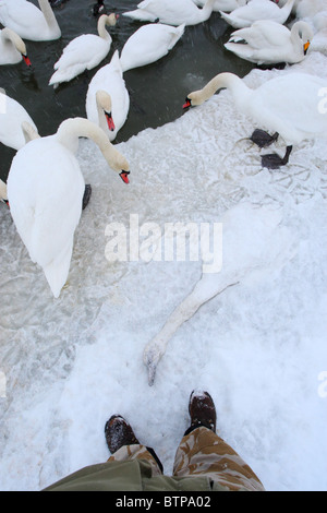 Toter Höckerschwan (Cygnus Olor) - Opfer des kalten und langen Winter Stockfoto